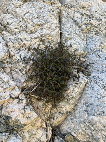 iNaturalist observation photo of California ayenia