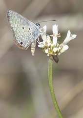 Hemiargus hanno