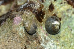 Chlorodiloma odontis