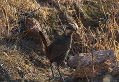 Pteroptochos megapodius