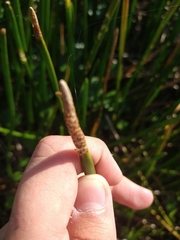 Eleocharis sphacelata