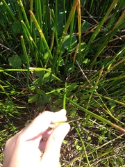 Eleocharis sphacelata