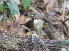 Turdus assimilis