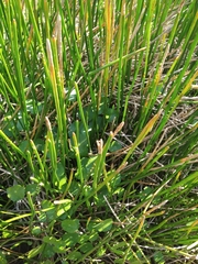 Eleocharis sphacelata