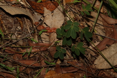 Senna pendula glabrata