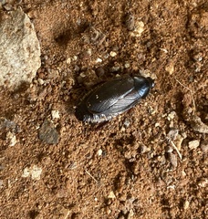 Pycnoscelus surinamensis