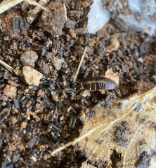 Pycnoscelus surinamensis