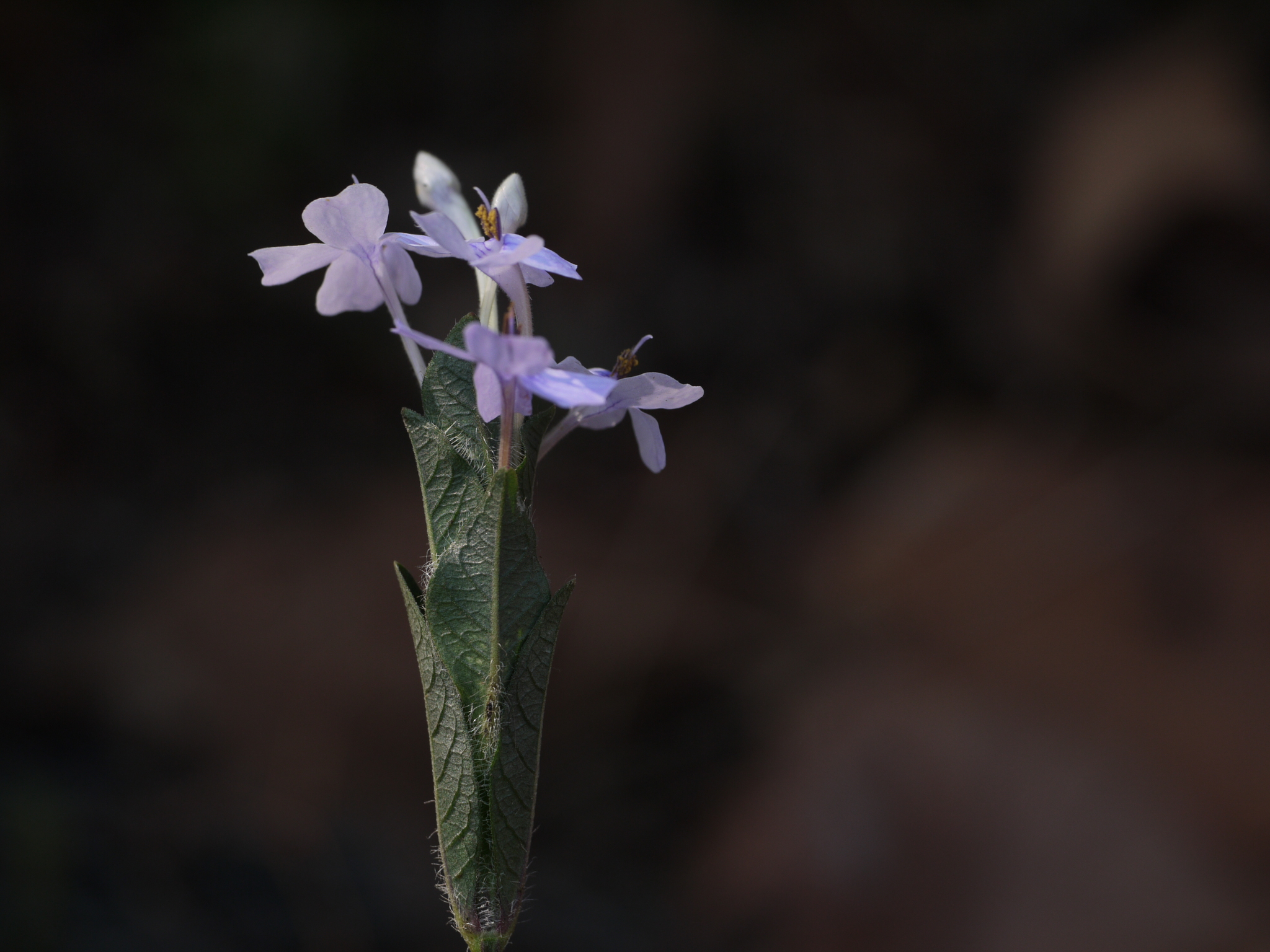 Eranthemum pubescens Roth