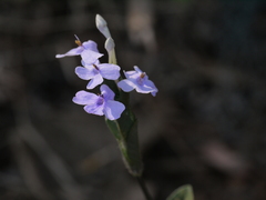 Eranthemum pubescens