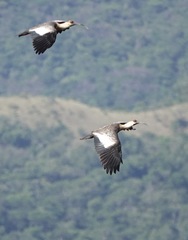 Theristicus caudatus