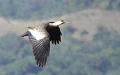 Theristicus caudatus