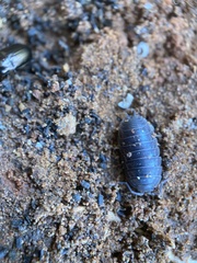 Oniscidea