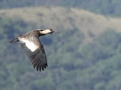 Theristicus caudatus