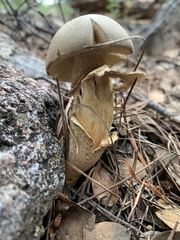 Retiboletus