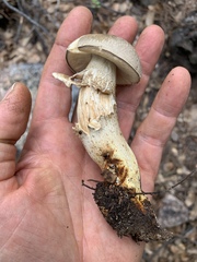 Retiboletus