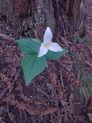 Trillium ovatum ovatum