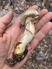 Retiboletus