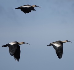 Theristicus caudatus