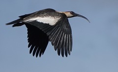 Theristicus caudatus