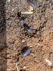Oniscidea