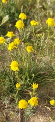 Senecio glaucus