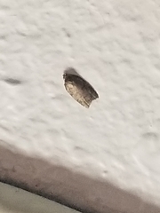 Argyrotaenia franciscana