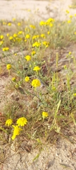 Senecio glaucus
