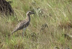 Burhinus bistriatus