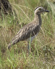 Burhinus bistriatus
