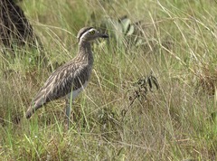 Burhinus bistriatus