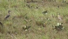 Burhinus bistriatus