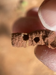 Hymenoptera