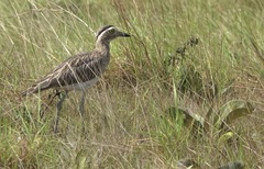 Burhinus bistriatus