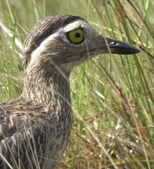 Burhinus bistriatus