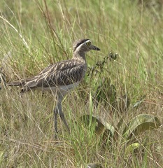 Burhinus bistriatus