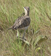 Burhinus bistriatus