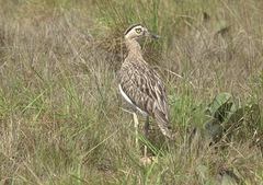 Burhinus bistriatus