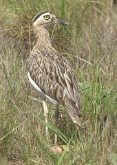 Burhinus bistriatus