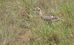 Burhinus bistriatus