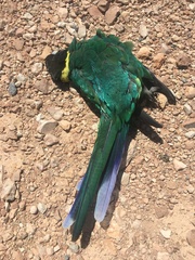 Barnardius zonarius zonarius