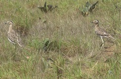 Burhinus bistriatus