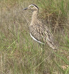 Burhinus bistriatus