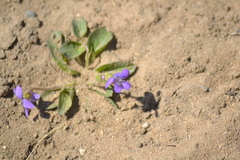 Viola fimbriatula