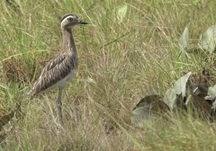 Burhinus bistriatus
