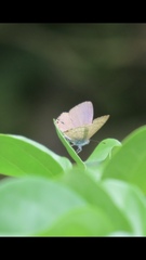 Catopyrops florinda