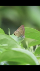 Catopyrops florinda