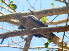 Streptopelia decipiens