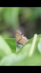 Catopyrops florinda