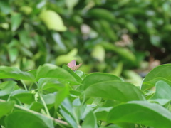 Catopyrops florinda