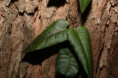 Parsonsia brisbanensis
